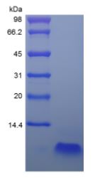 Recombinant human DEFB-4 protein (Active)