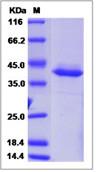 SDS-PAGE - Recombinant Human DEFB127 protein (Fc Chimera) (AB276646), expandable thumbnail