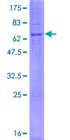 SDS-PAGE - Recombinant Human DEGS2 protein (GST tag N-Terminus) (AB165196)