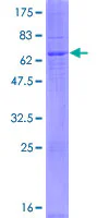 SDS-PAGE - Recombinant Human DEGS2 protein (GST tag N-Terminus) (AB165196)