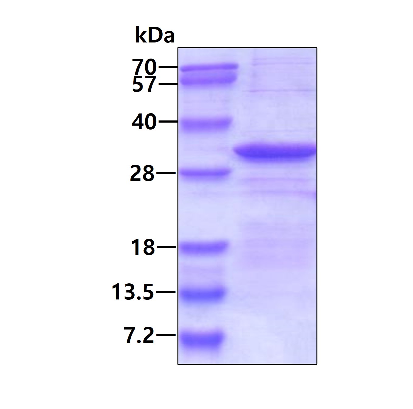 SDS-PAGE - Recombinant Human delta Sarcoglycan protein (denatured) (His tag N-Terminus) (AB140566)