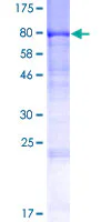 SDS-PAGE - Recombinant Human DENND1A protein (GST tag N-Terminus) (AB153463)