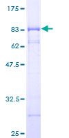 SDS-PAGE - Recombinant Human Deptor protein (GST tag N-Terminus) (AB163883)