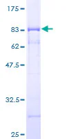 SDS-PAGE - Recombinant Human Deptor protein (GST tag N-Terminus) (AB163883)