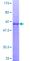 Recombinant Human Dexras1 protein