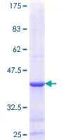 SDS-PAGE - Recombinant Human DGAT2 protein (GST tag N-Terminus) (AB153553)