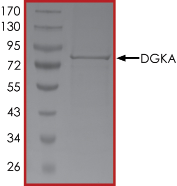 SDS-PAGE - Recombinant human DGKA protein (Active) (AB268441), expandable thumbnail