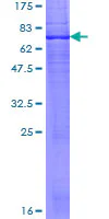 SDS-PAGE - Recombinant Human DHCR7 protein (GST tag N-Terminus) (AB158282)