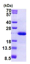 SDS-PAGE - Recombinant Human Dhh protein (His tag N-Terminus) (AB167833)