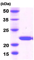 SDS-PAGE - Recombinant Human Dhh protein (His tag N-Terminus) (AB78682)