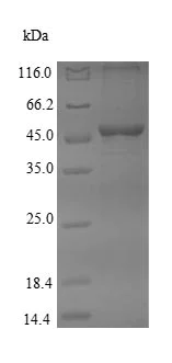 SDS-PAGE - Recombinant Human DHODH protein (His tag) (AB235065)
