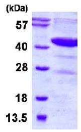 SDS-PAGE - Recombinant Human DHODH protein (His tag N-Terminus) (AB128451)