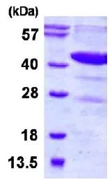 SDS-PAGE - Recombinant Human DHODH protein (His tag N-Terminus) (AB128451)