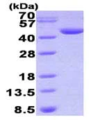 SDS-PAGE - Recombinant Human DHPS/DHS protein (AB93734)