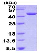 SDS-PAGE - Recombinant Human DHPS/DHS protein (His tag N-Terminus) (AB93734)