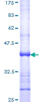 SDS-PAGE - Recombinant Human DIO2 protein (GST tag N-Terminus) (AB152331)