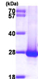 SDS-PAGE - Recombinant Human DIRAS1 protein (AB99389)