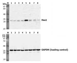 Functional Studies - Recombinant human DLL4 protein (Fc Chimera Active) (AB108557), expandable thumbnail