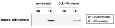 Functional Studies - Recombinant human DLL4 protein (Fc Chimera Active) (ab108557), expandable thumbnail