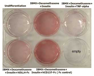 Functional Studies - Recombinant human DLL4 protein (Fc Chimera Active) (AB108557), expandable thumbnail