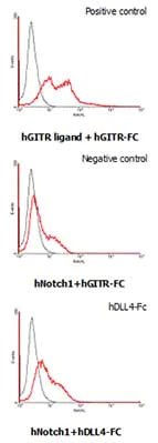 Functional Studies - Recombinant human DLL4 protein (Fc Chimera Active) (AB108557)