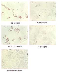Functional Studies - Recombinant human DLL4 protein (Fc Chimera Active) (AB108557), expandable thumbnail