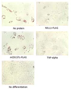 Functional Studies - Recombinant human DLL4 protein (Fc Chimera Active) (AB108557)