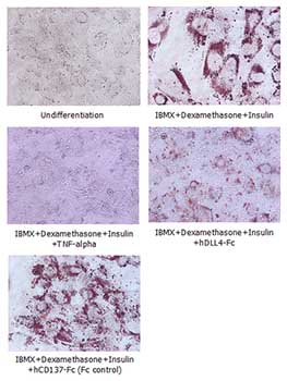 Functional Studies - Recombinant human DLL4 protein (Fc Chimera Active) (AB108557), expandable thumbnail