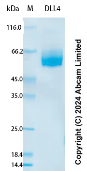 SDS-PAGE - Recombinant Human DLL4 Protein Standard (AB323005)