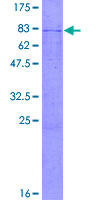 SDS-PAGE - Recombinant Human DLST protein (GST tag N-Terminus) (AB152338)