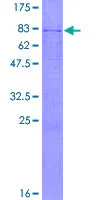 SDS-PAGE - Recombinant Human DLST protein (GST tag N-Terminus) (AB152338)