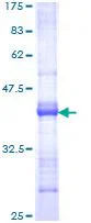 SDS-PAGE - Recombinant Human DMBT1 protein (GST tag N-Terminus) (AB114867)
