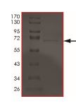 SDS-PAGE - Recombinant Human DNA PKcs protein (Tagged) (AB204152)