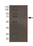 SDS-PAGE - Recombinant Human DNA PKcs protein (Tagged) (AB204152)