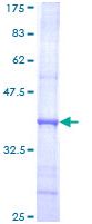 Recombinant Human DNA polymerase alpha/POLA protein