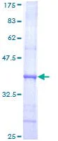 SDS-PAGE - Recombinant Human DNA polymerase alpha/POLA protein (GST tag N-Terminus) (AB114839)