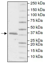 SDS-PAGE - Recombinant Human DNA Polymerase beta protein (AB196082)