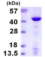 SDS-PAGE - Recombinant Human DNA Polymerase beta protein (His tag N-Terminus) (AB111641)