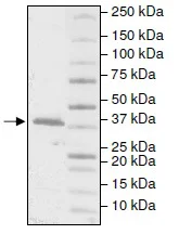 SDS-PAGE - Recombinant Human DNA Polymerase beta protein (His tag N-Terminus) (AB196082)