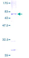 SDS-PAGE - Recombinant Human DNA polymerase eta protein (GST tag N-Terminus) (AB132167)