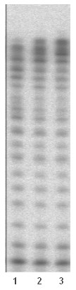 Functional Studies - Recombinant human DNA Polymerase Kappa/POLK protein (AB176956), expandable thumbnail