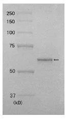 SDS-PAGE - Recombinant human DNA Polymerase Kappa/POLK protein (AB176956)