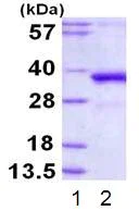 SDS-PAGE - Recombinant Human DNA Polymerase lambda protein (AB113399)