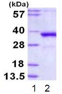 SDS-PAGE - Recombinant Human DNA Polymerase lambda protein (His tag N-Terminus) (AB113399)