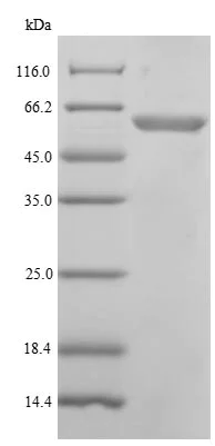 SDS-PAGE - Recombinant Human DNA polymerase mu protein (His tag) (AB239549)