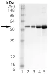 SDS-PAGE - Recombinant Human DNAJA1 protein (AB113174)