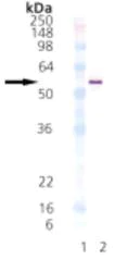 Western blot - Recombinant Human DNAJA1 protein (AB113174)