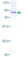SDS-PAGE - Recombinant Human DNAJA2 protein (GST tag N-Terminus) (AB132607)