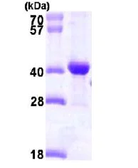 SDS-PAGE - Recombinant Human DNAJB2 protein (His tag N-Terminus) (AB101215)