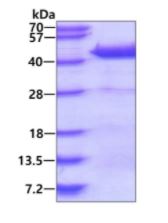 SDS-PAGE - Recombinant Human DNAJB4 protein (His tag N-Terminus) (AB139625)